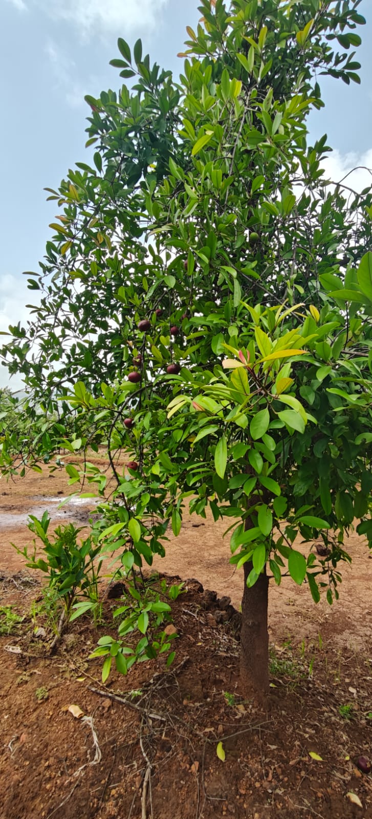 Farm plant: WhatsApp Image 2026-07-27 at 12.25.17 (2).jpeg